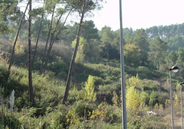 CL MIQUEL CARBONELL (CMMP) 5, CORBERA DE LLOBREGAT, Barcelona