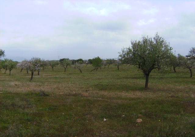 CL Sector 1-4 1 Suelo, Marratxi, MARRATXI, Illes Balears