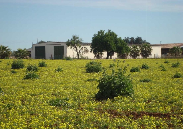 Polígono 18, Parcela 165, diseminado de Algaida, Algaida, Illes Balears