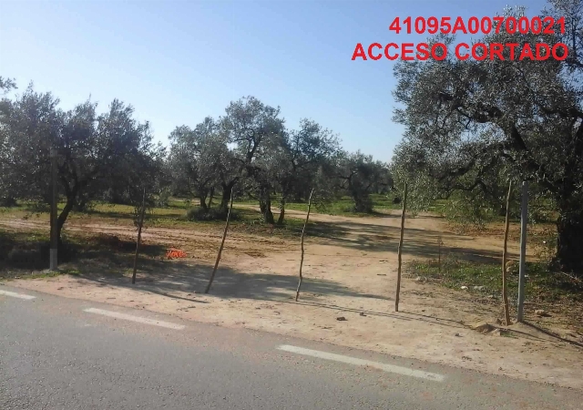 Lote número tres de la división de la Hacienda de la Montañesa, término de Utrera, Utrera, Sevilla