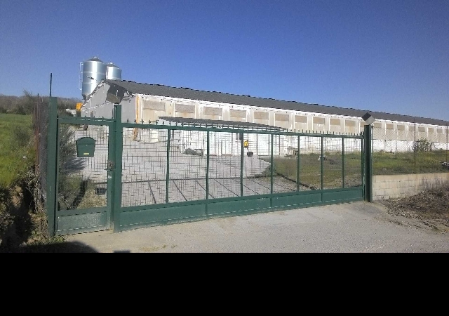 CAMBELA, O BOLO, Ourense