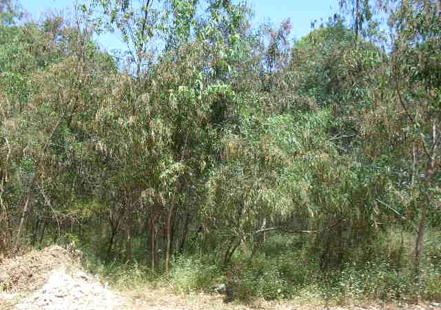 URBANIZACIÓN NUEVA ATALAYA, PARTIDO DE CORTES Y PERNET. CONJUNTO DENOMINADO "ARBOLEDA" VIVIENDA UNIFAMILIAR Nº 5, ESTEPONA, Málaga